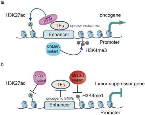 Enhancer Reprogramming In Tumorigenesis A Overview For The