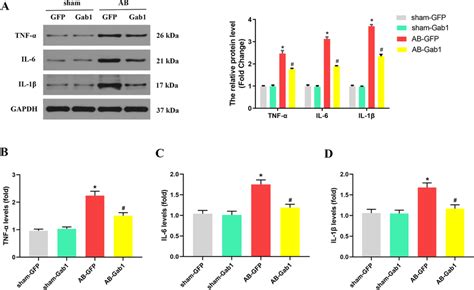 Gab Overexpression Decreased Ab Induced Inflammatory Response In