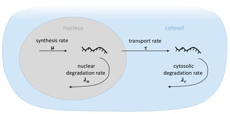 Dynamics Of Rna Metabolism