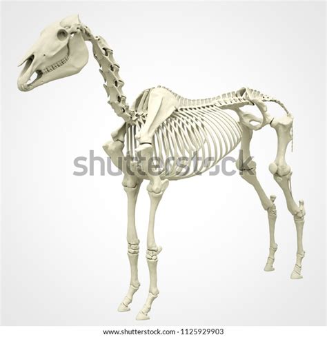 Horse Skeleton Anatomy Isolated On White Stock Illustration 1125929903