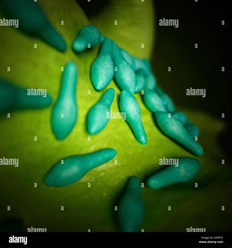 Las Bacterias Del Género Clostridium Ilustración Fotografía De Stock