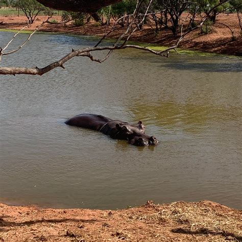 GALLERY: How Merkel became retirement home to 2 hippos