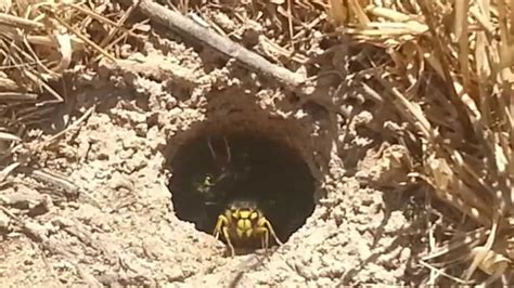 Another Underground Yellow Jackets Nest Youtube