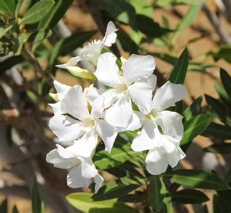 Fotos Gratis Naturaleza Blanco Nica Jard N Flora Flor