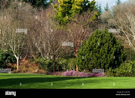 The Winter Garden At Rhs Rosemoor In February Devon England United