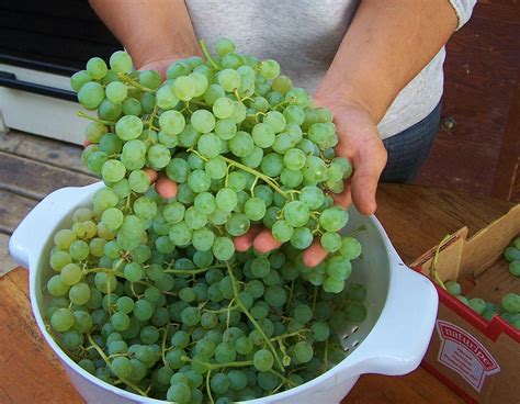 How to Make Homemade Raisins • a traditional life