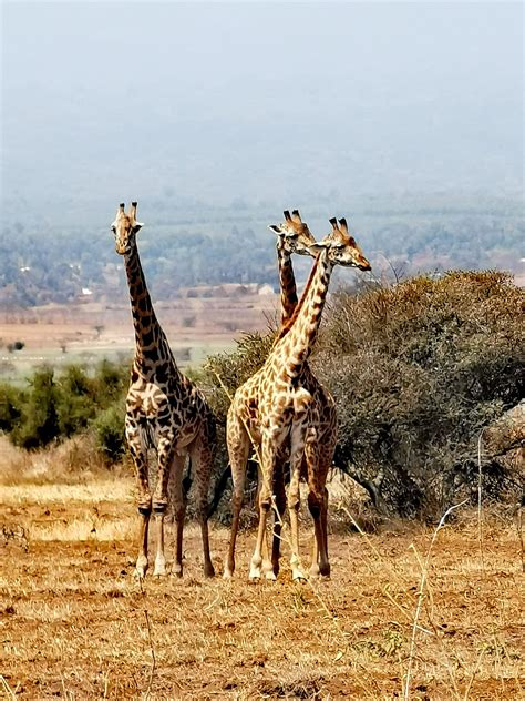 Tours and packages – Alternative Safari