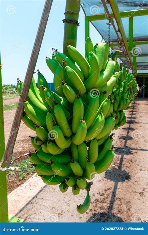 Vertical Shot of Plantains in a Farm in Guayanilla, Puerto Rico Editorial Stock Photo - Image of ...