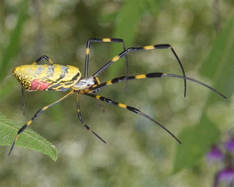 The Giant Joro Spider - - The Adirondack Almanack