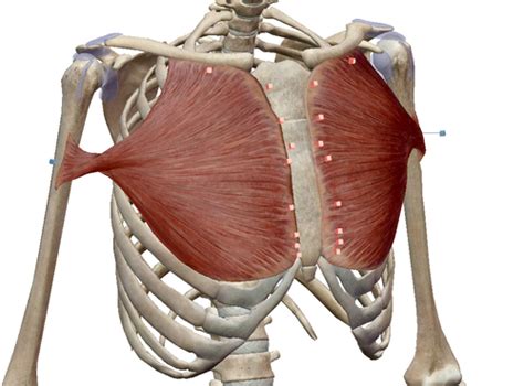 Myology Packet Ii Flashcards Quizlet