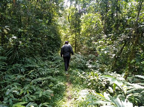 Hike 032: Kakamega Forest – Hiking Adventures