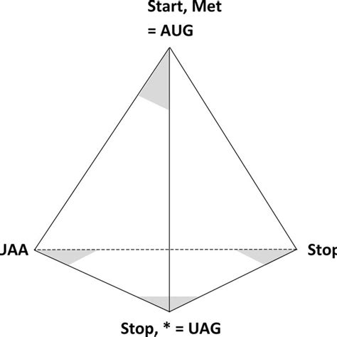 Placement of start and stop codons at vertices | Download Scientific ...