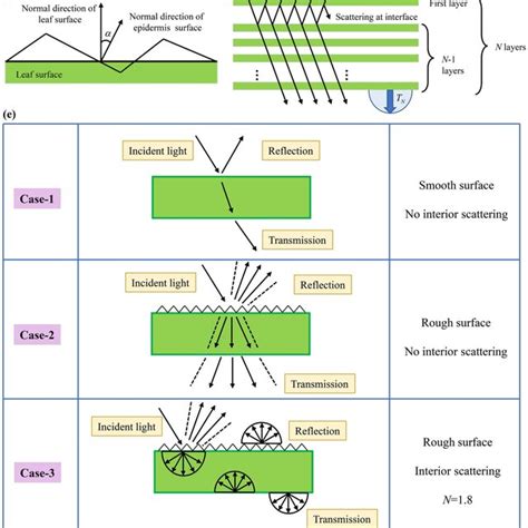 Radiation Transfer Models Of Natural Leaves A Schematic Diagram Of Download Scientific