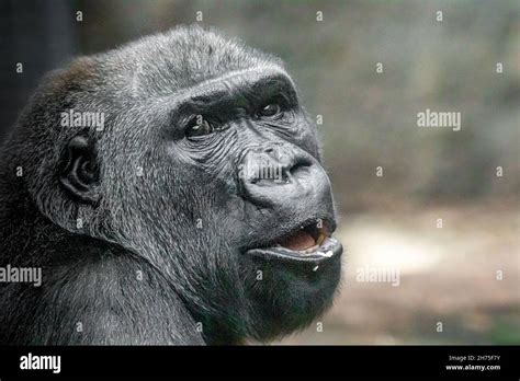 Funny Gorilla Smiling