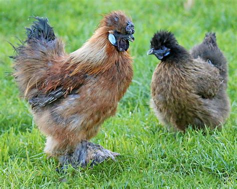 Poulaillers Enclos Pour Poule De Soie