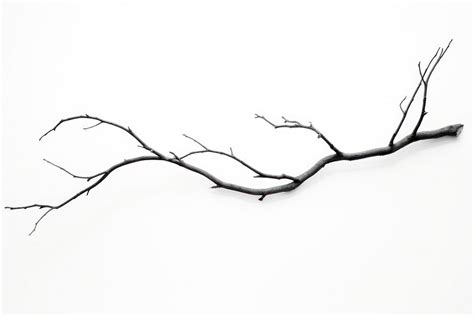 Branch drawing sketch white background. | Premium Photo - rawpixel