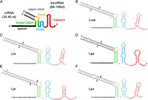 Crrna Tracrrna Duplexes A The Consensus Structure Of Each