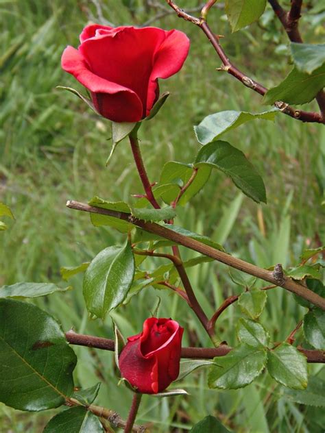 Gambar Kebun Bunga Mawar Merah 51 Koleksi Gambar