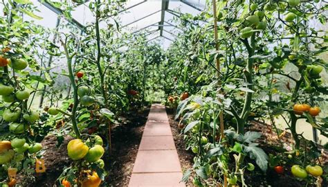 Maximizing Tomato Yields How Far Apart To Plant Tomatoes In Your Garden