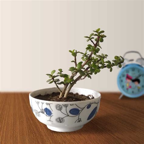 Jade Plant With Bowl Fiber Pot Greensy