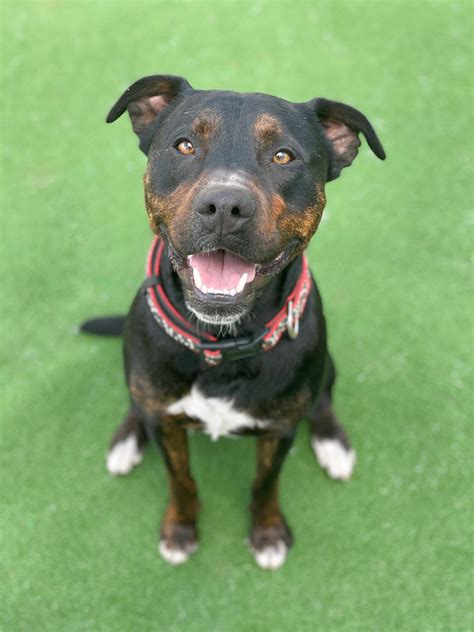 Buddy Medium Male Rottweiler X Staffordshire Bull Terrier Mix Dog In