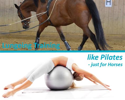 Definition and Origin - Horse Pilates