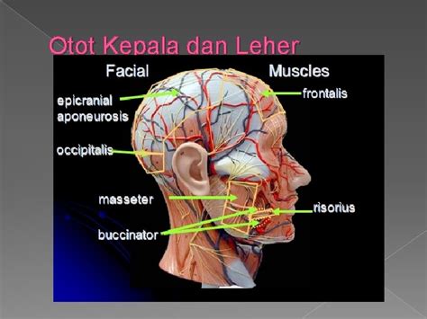 Sistem Otot Oleh Muhammad Faris Hafiy Bin Abdul