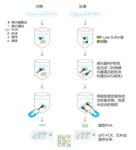 核酸蛋白互作 转录因子chip Seq整体服务 新生rna Gro Seq Slam Seq 表观生物