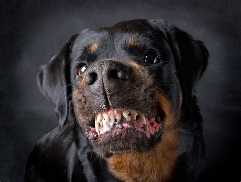 Dog Bite Attorney | Dog Bite Lawyer