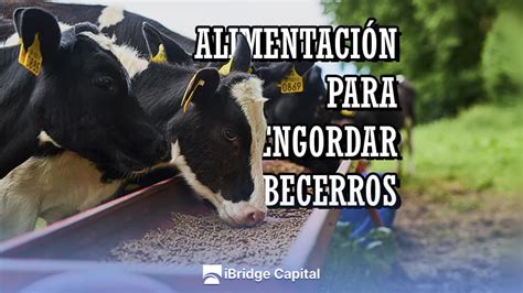 Alimentacion Para Engordar Becerros Crecimiento R Pido Ibridge Capital