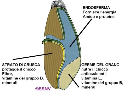 I benefici dei cereali integrali | Ambiente Bio