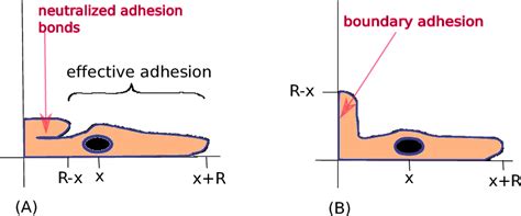 (A): The filopodia of cell are reflected or stopped at the boundary. As ...