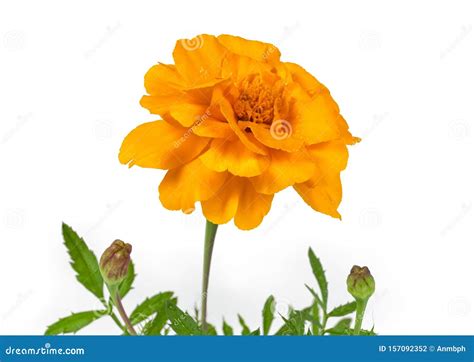 Orange Flower of French Marigold on Stem on White Background Stock Photo - Image of isolation ...