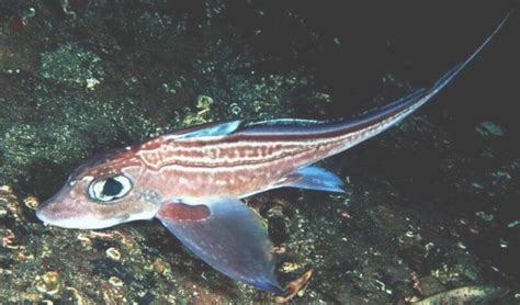 Морской заяц (химера) - описание рыбы, польза и вред, виды и места обитания