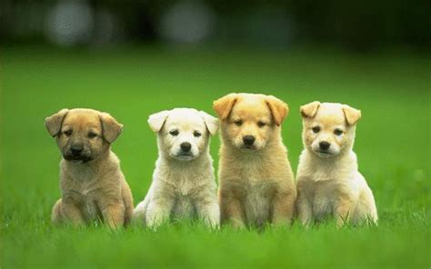 Cool Dogs Wallpapers (51+ pictures) - WallpaperSet