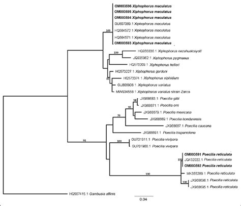 Phylogram Inferred From Representative Sequences Table Using The