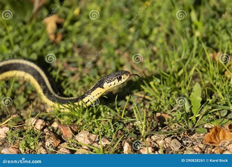 The Common Garter Snake Thamnophis Sirtalis Stock Image Image Of