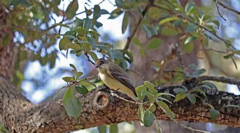 Live Oak Tree: Leaves, Bark, Acorns (Pictures) - Identification and ...