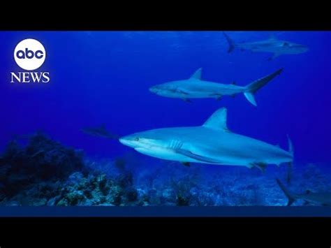 Bahamas shark attack victim returns to US - The Global Herald