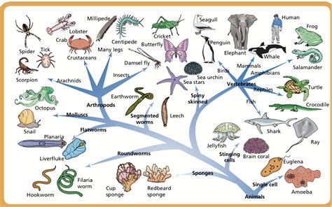 Examples Of Animalia Kingdom