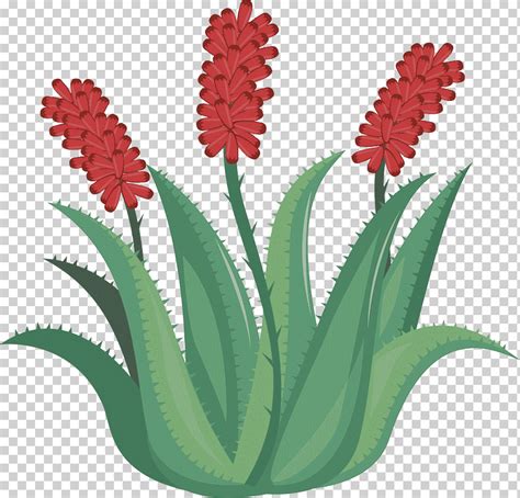 Aloe Vera Flor Euclidiana Roja Flores Rojas De Aloe Hierba Tallo De