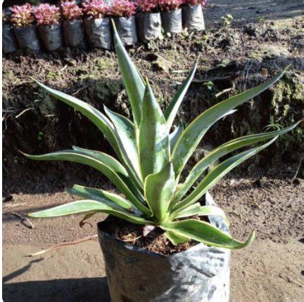 Jual Tanaman Siklok Tanaman Agave Di Lapak Sinar Cemerlang Bukalapak