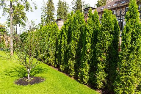 Block Nosy Neighbors With The Best Fast Growing Trees For Privacy