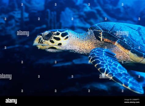 Hawksbill Turtle Swimming Underwater An Endangered Species Stock Photo