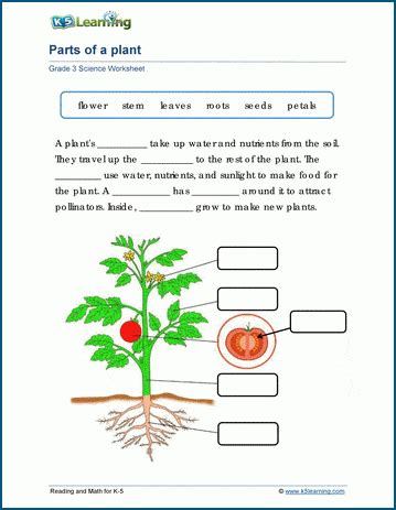 Parts Of A Plant Diagram Preschool Free Parts Of A Flower La