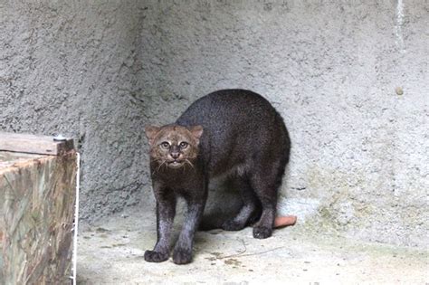 Ameaçado de extinção gato mourisco é devolvido à natureza em Teresópolis