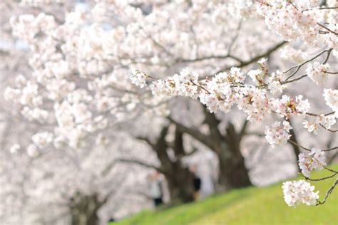 3月27日はさくらの日、さくらの日の由来や見所などをご紹介 Meet Up