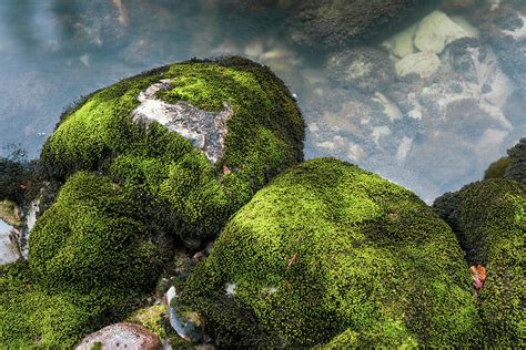 Moss On Rocks