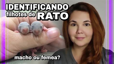 Filhote De Rato Twister Macho Ou Femea Identificando A Ninhada Youtube