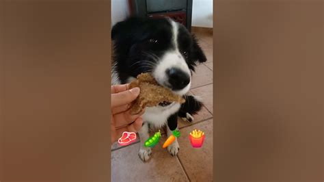 ️iscriviti ️ Cane Mangia Video Rilassante Dog Eating Relaxing Video